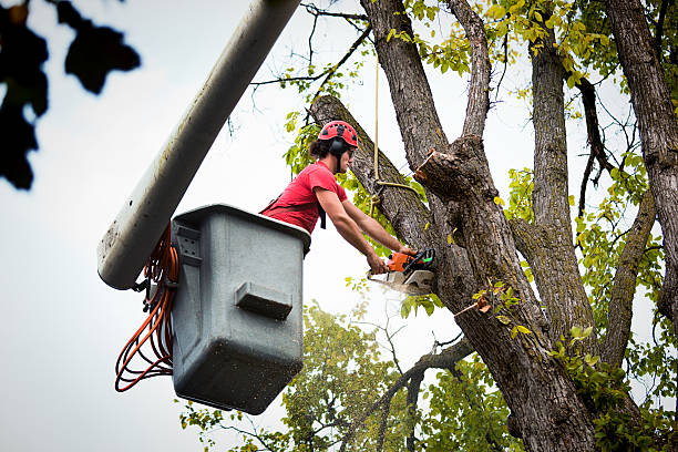 Best Palm Tree Trimming  in Glenwood, IL